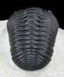 Phacopid Trilobite - Mrakib, Morocco #36839-6